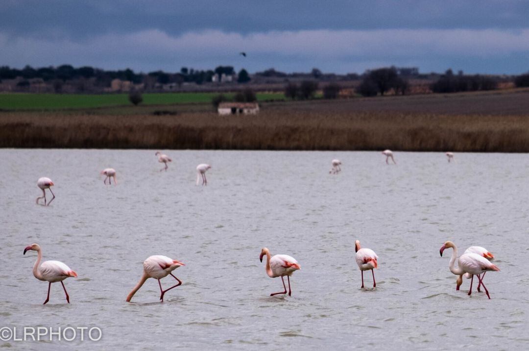 Flamencos en Manjavacas