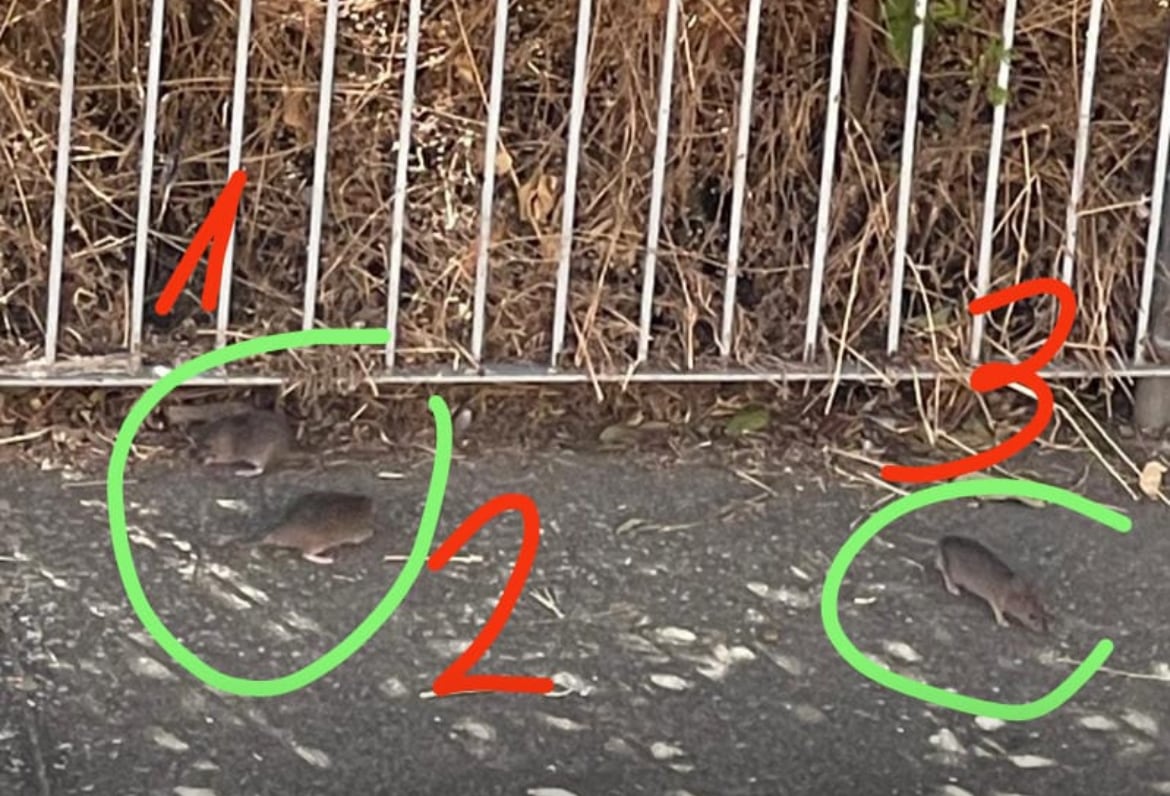 Imagen tomada por el AMPA del colegio Ave María de Palencia