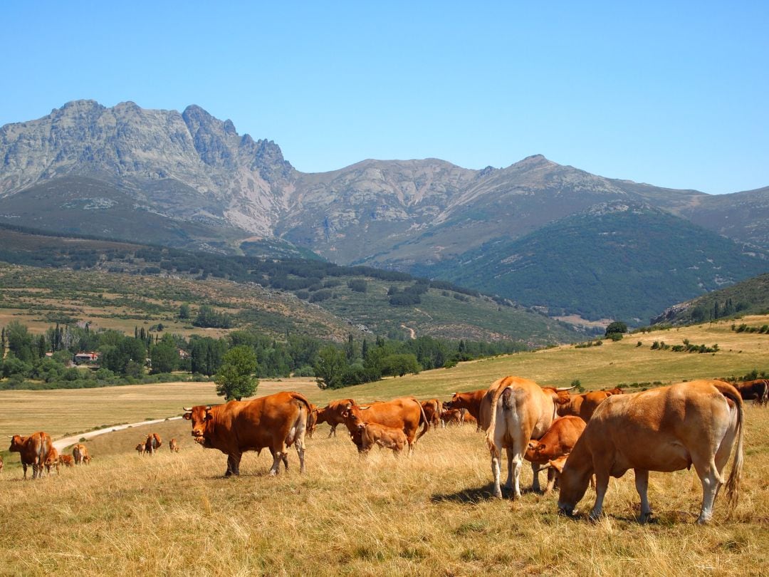 Carne de Cervera