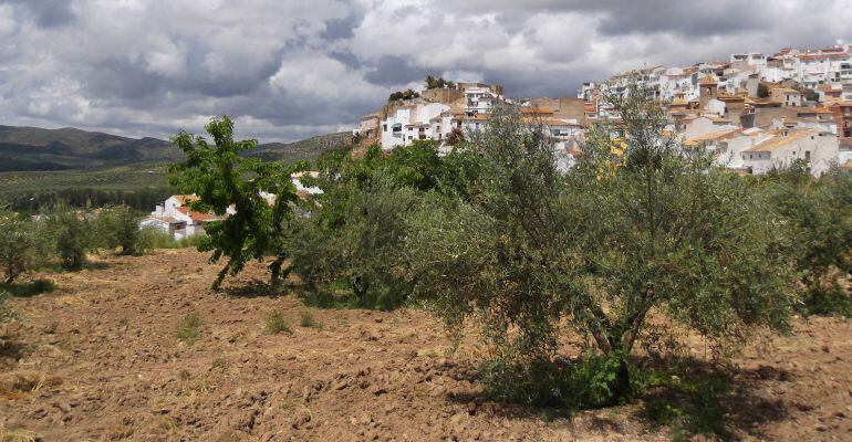 Olivos con el casco urbano de Castillo de Locubín al fondo