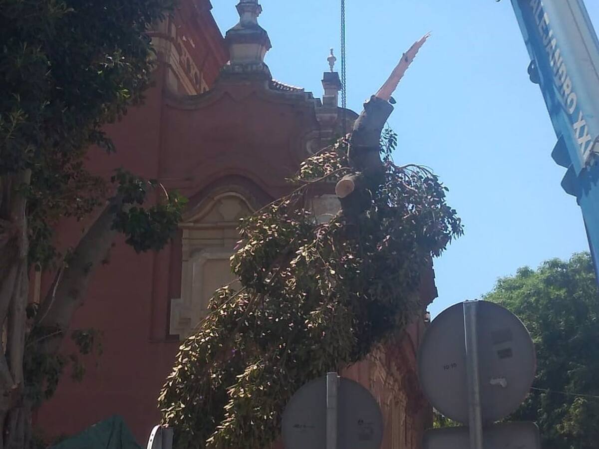 El juzgado decreta la suspensión cautelar de la tala del ficus de San Jacinto