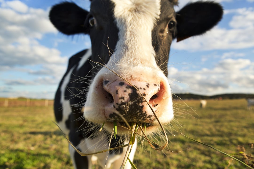 ¿Qué velocidad puede llegar a alcanzar una vaca que se da a la fuga?