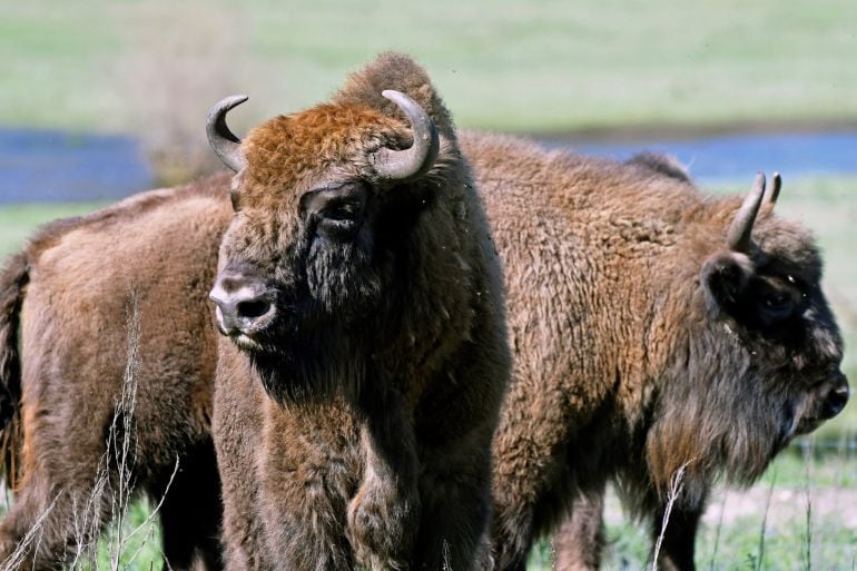 Vista de dos de los bisontes que llegan desde Polonia para repoblar la provincia de Segovia mediante un programa de conservación de estos animales en peligro de extinción. EFE Pablo Martin