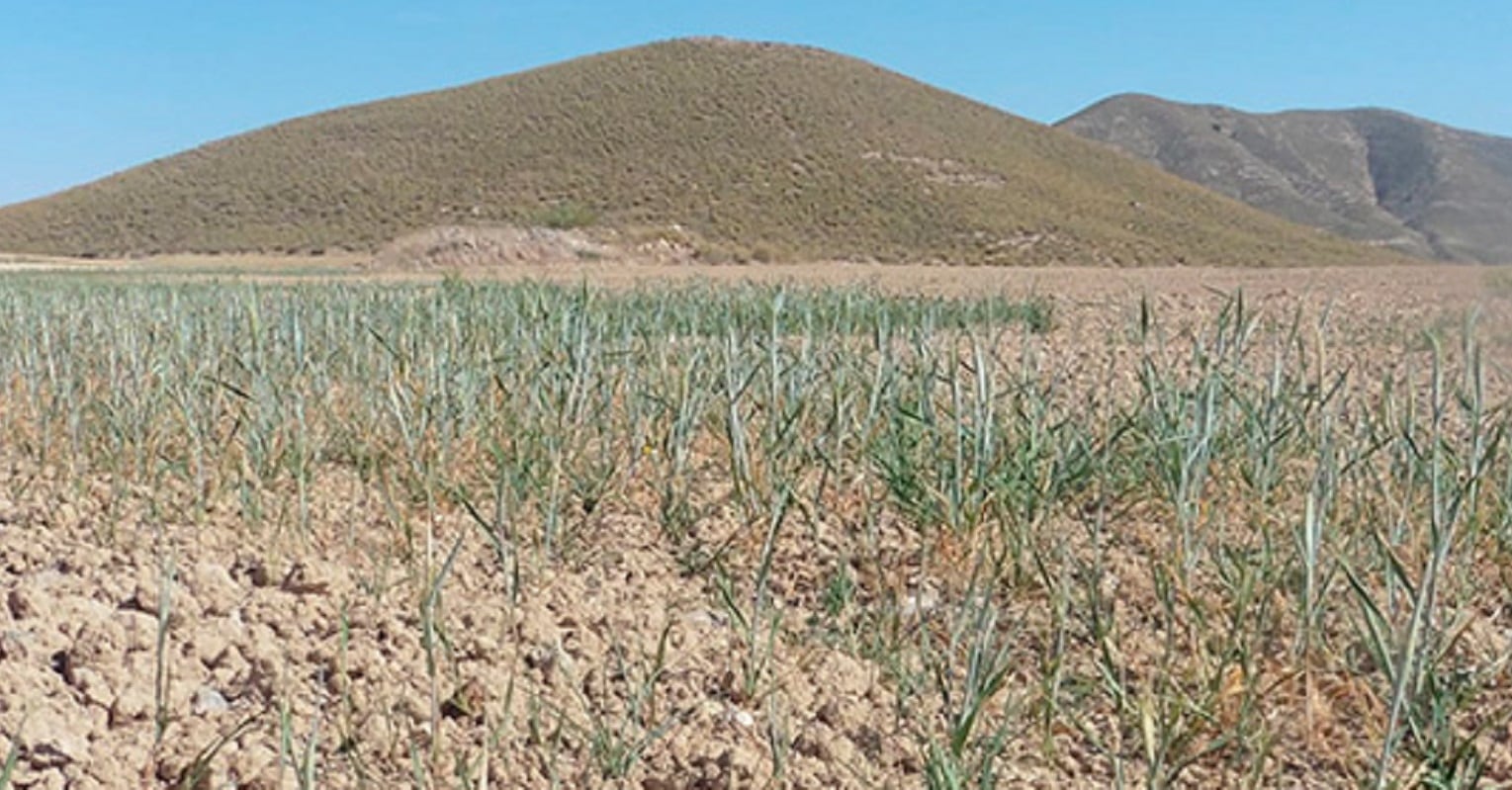 Cultivo de secano afectado por la sequía en la Región de Murcia