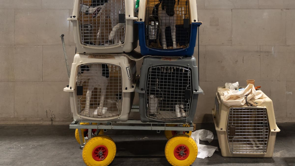 Las mascotas podrán entrar en edificios municipales de Santander y en el TUS y será infracción no limpiar las micciones