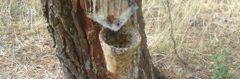 La recogida de resina es una actividad complementaria en la economía de las zonas rurales.