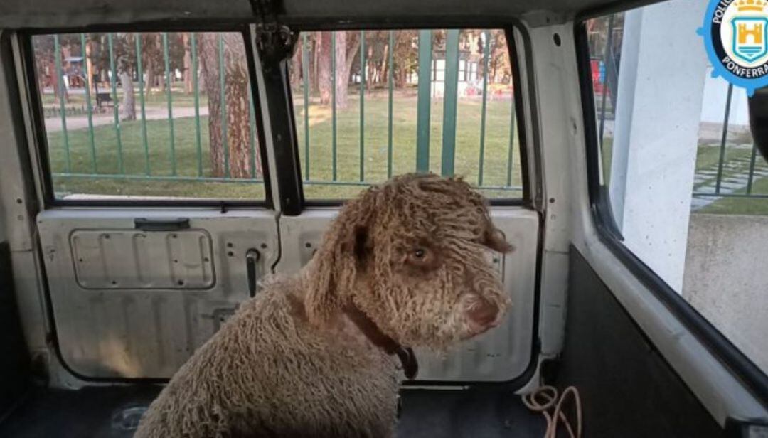 La Policía se hizo cargo del perro