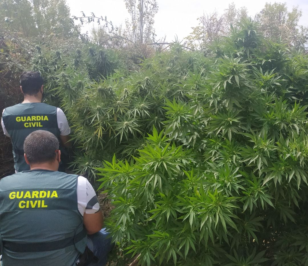 Plantas de marihuana descubiertas en Zamora