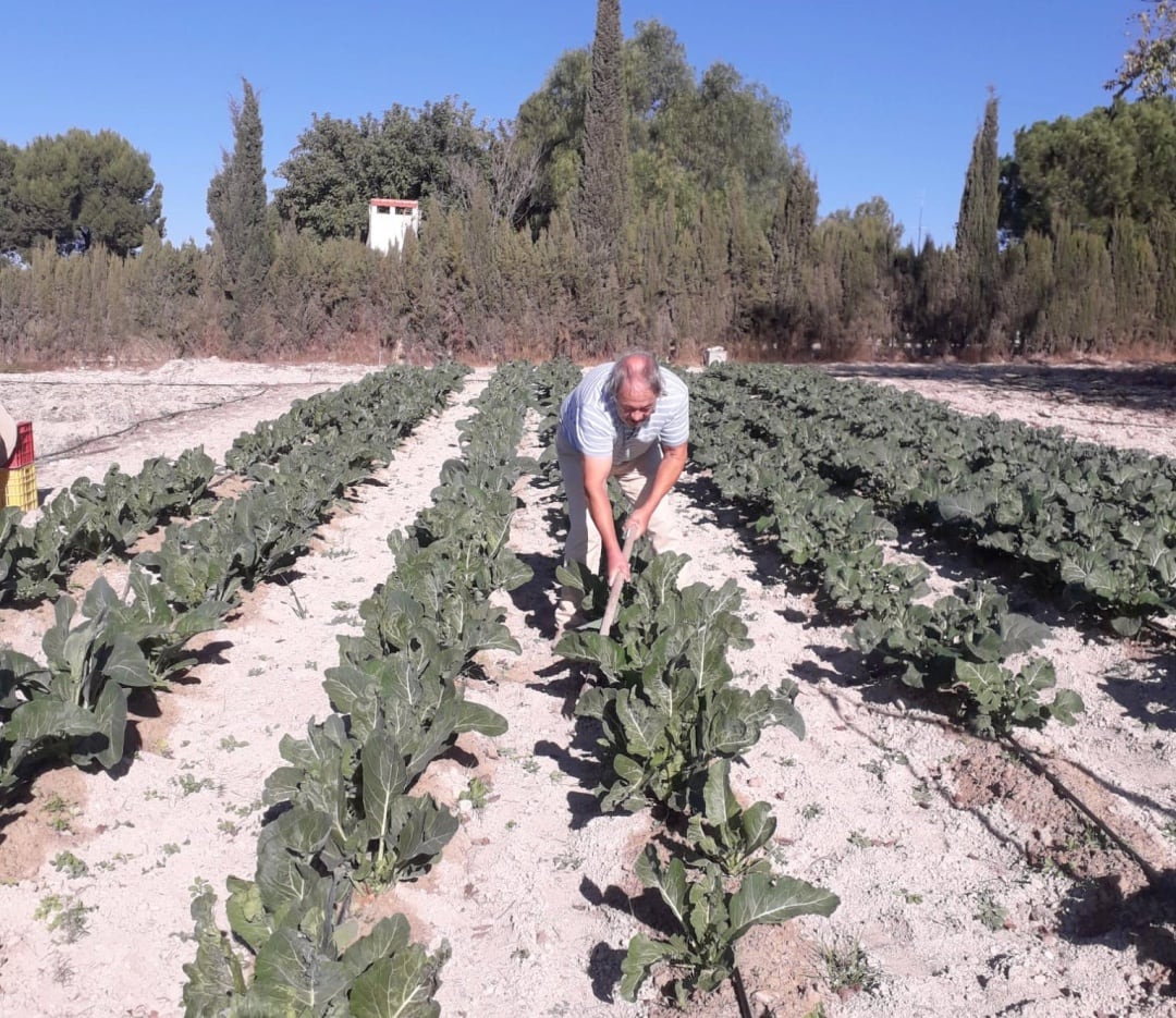 Domingo, aporcando las coliflores