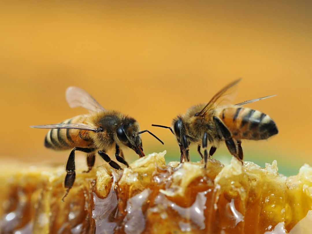 Así producen la miel las abejas y así se lo pagamos