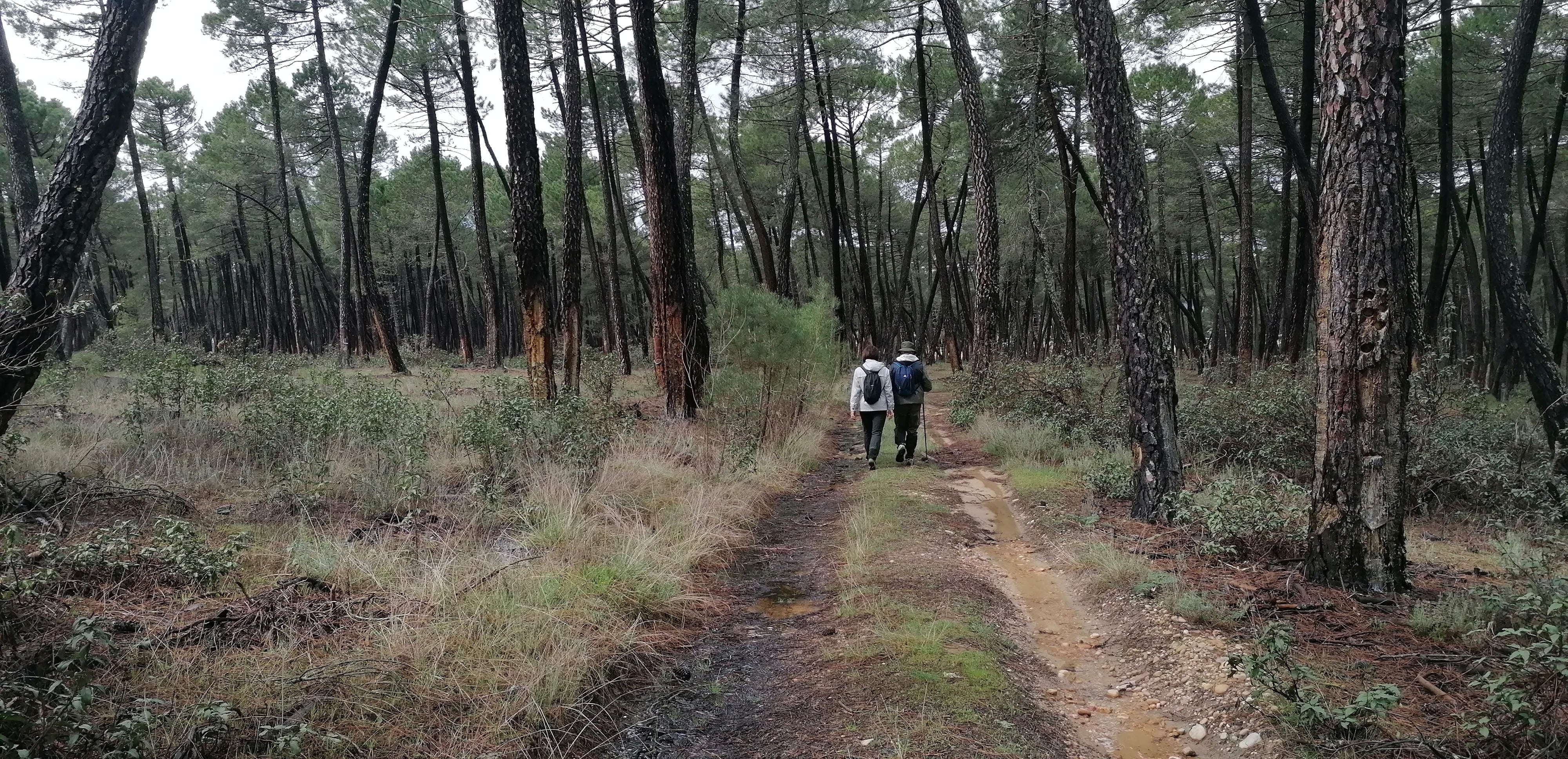 Los caminantes ascienden suavemente por una senda entre pinares.