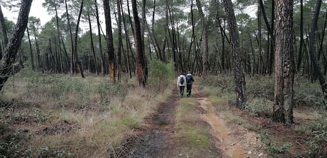 Los caminantes ascienden suavemente por una senda entre pinares.