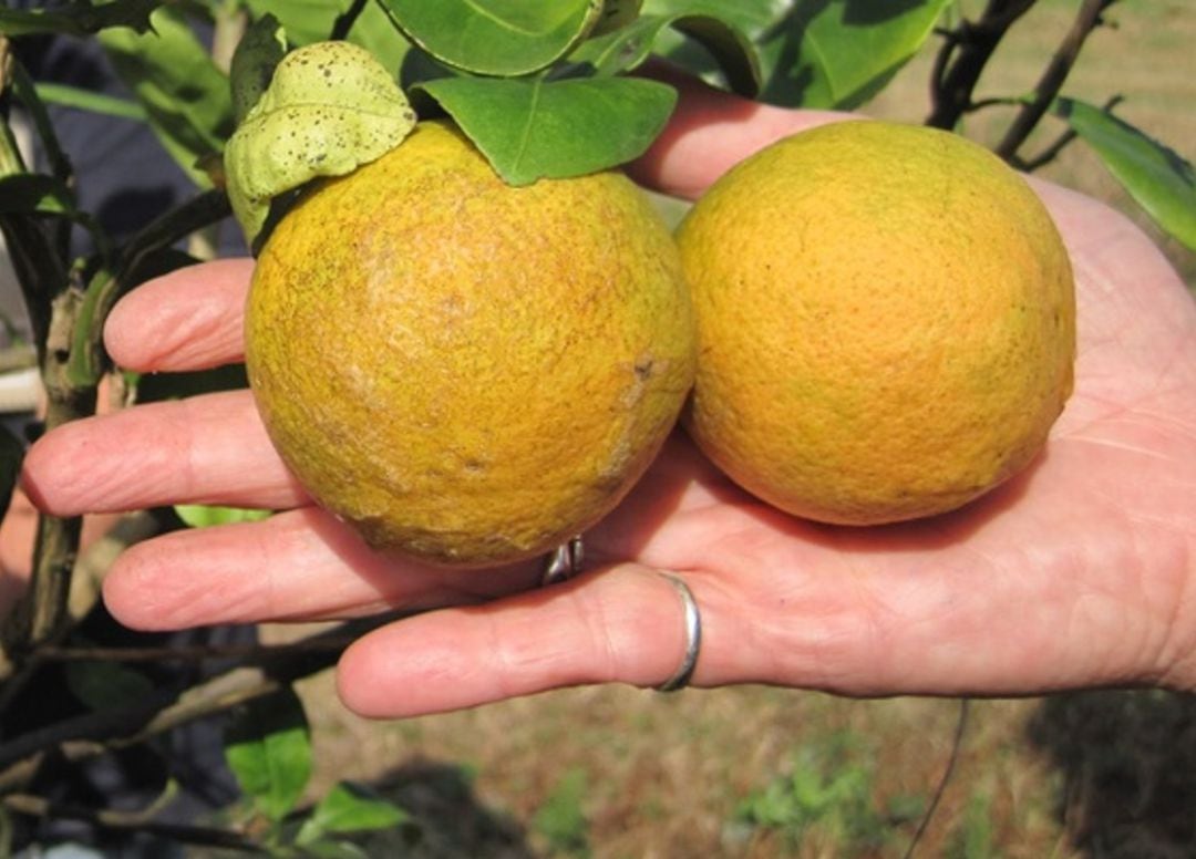 En Queensland, Australia, ya ha llegado la enfermedad HLB y sus naranjas se están viendo afectadas