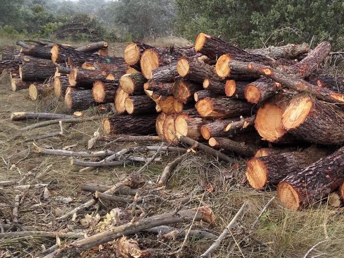 La tala afecta a un buen número de pinos