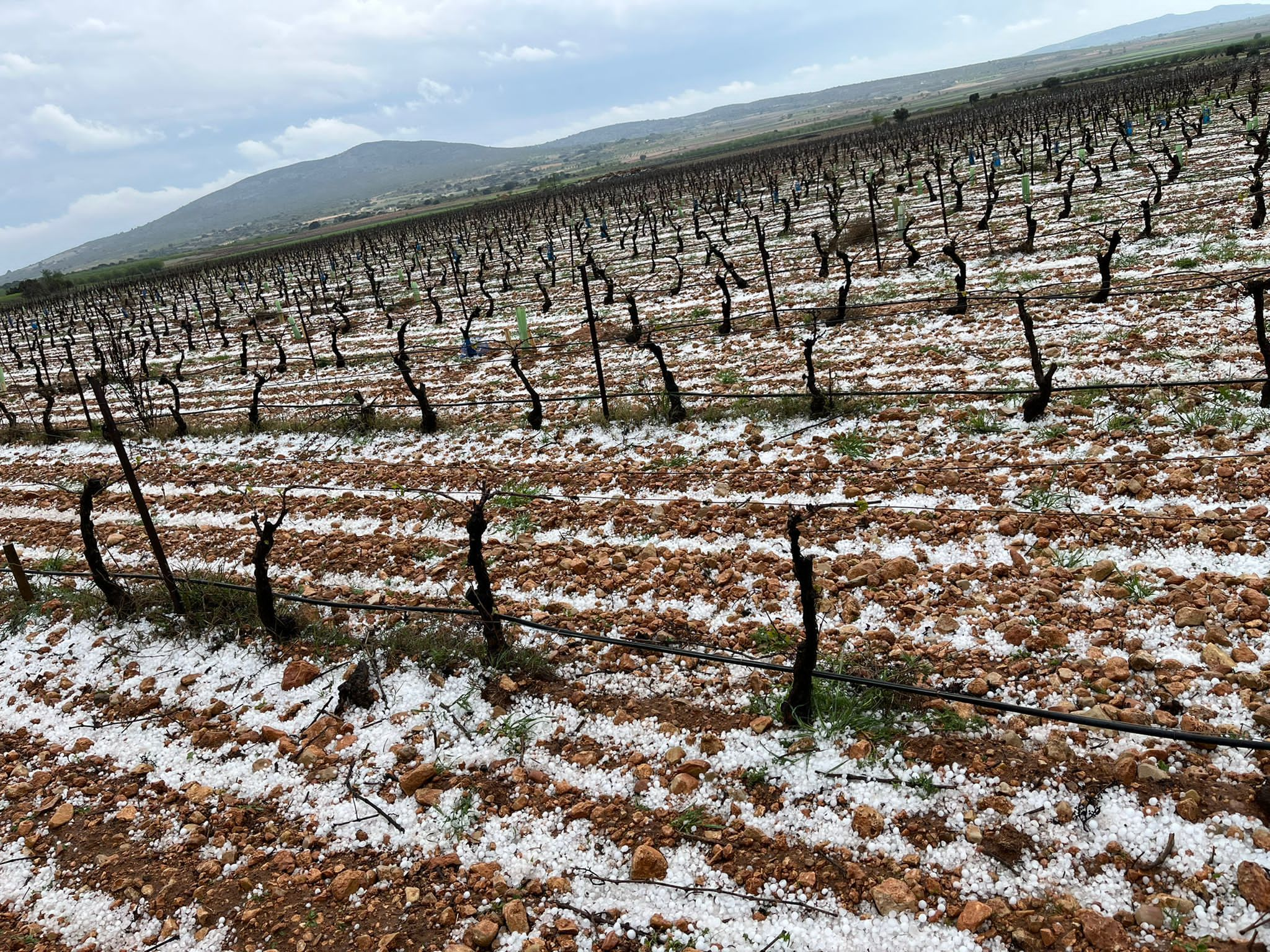 Pedrisco en viñedos de Camporrobles