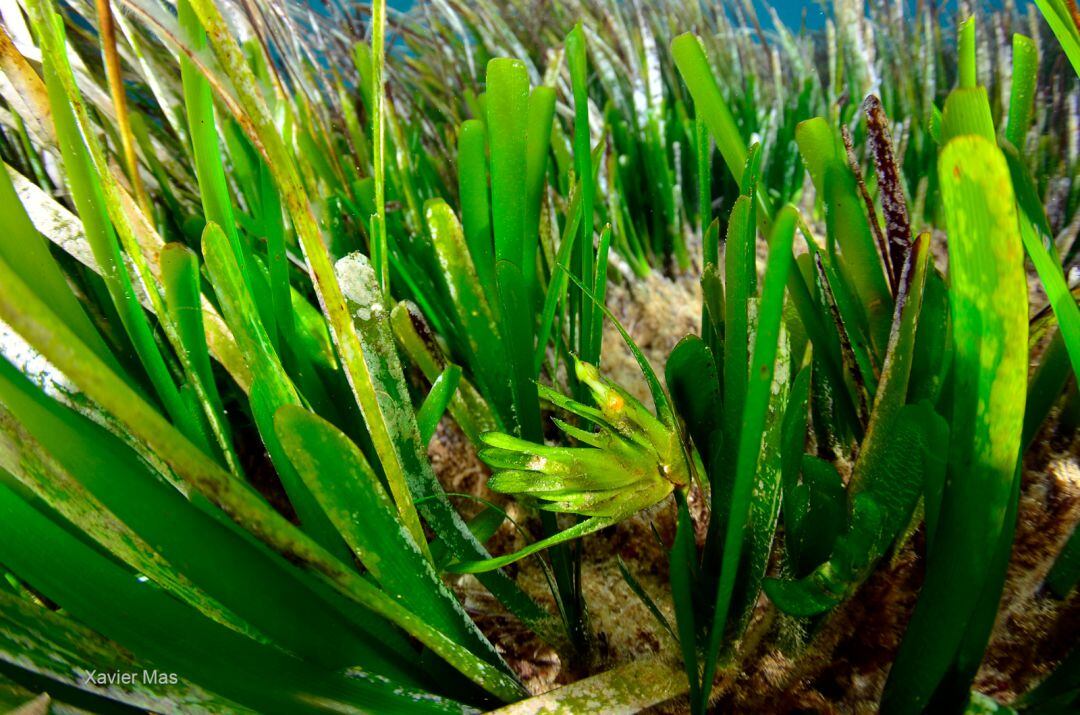 Imagen de una planta de posidonia