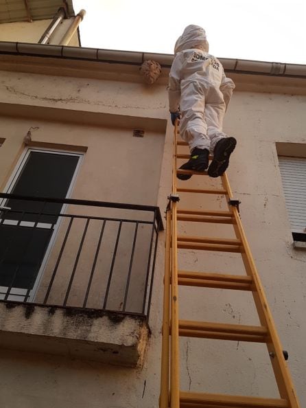 Un bombero de Ponferrada retira el nido en la calle Arganza de Cacabelos