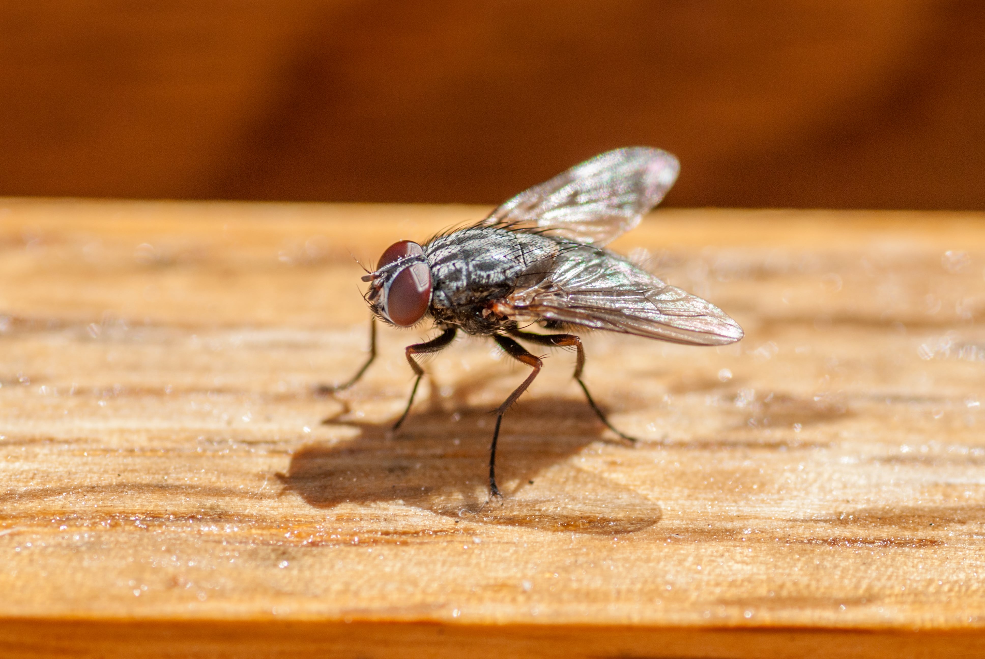 Una mosca posada en una mesa