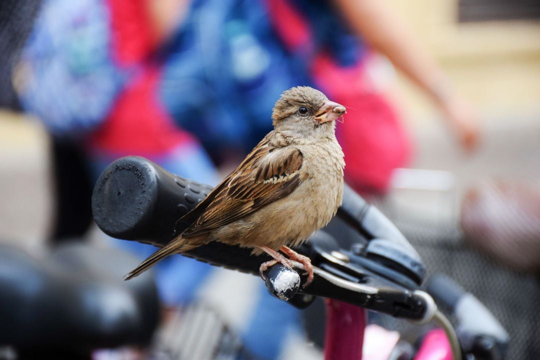 Un gorrión se posa en el manillar de una bicicleta. 