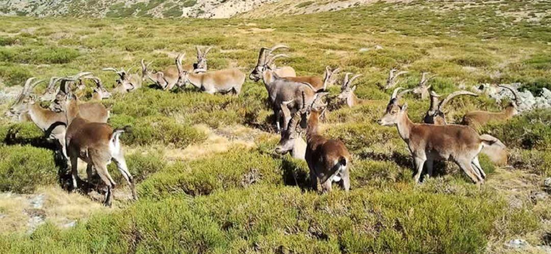 Cabras montesas en La Maliciosa