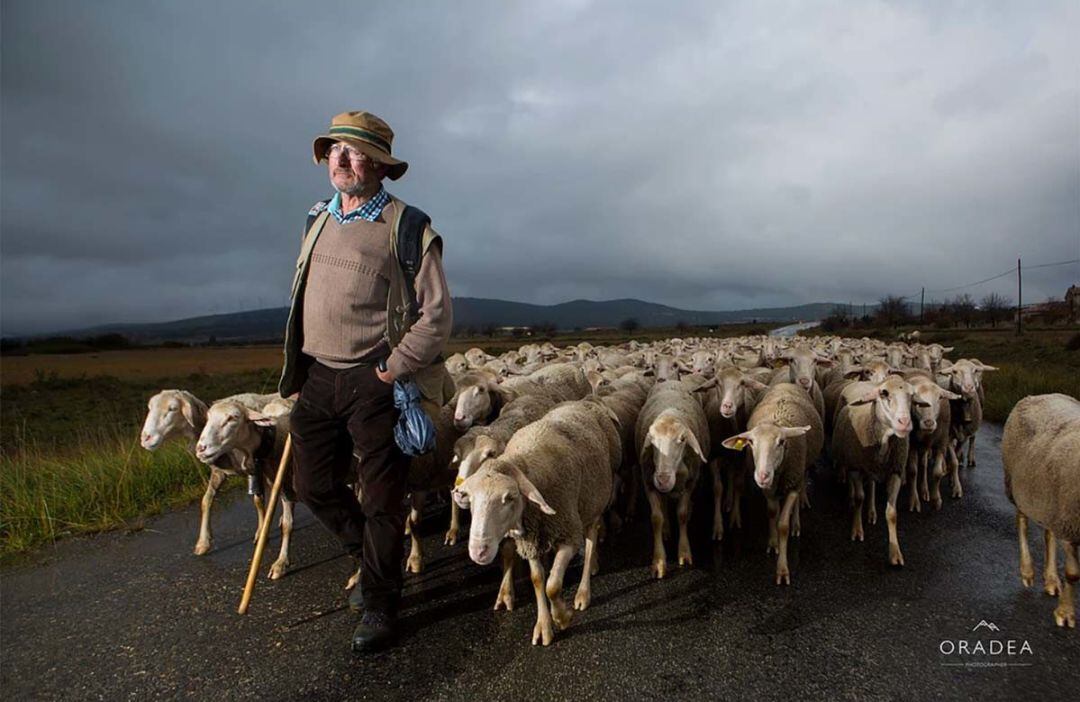 El pastor, con su rebaño de unas 500 ovejas, durante su trabajo