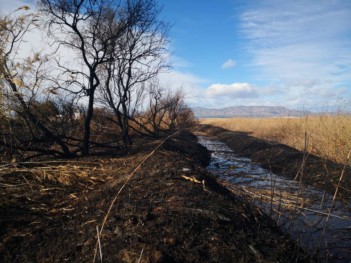 AHSA denuncia que cerca de 3 hectáreas de saladar y centenares de taray resulten calcinados en el Parque Natural de El Hondo