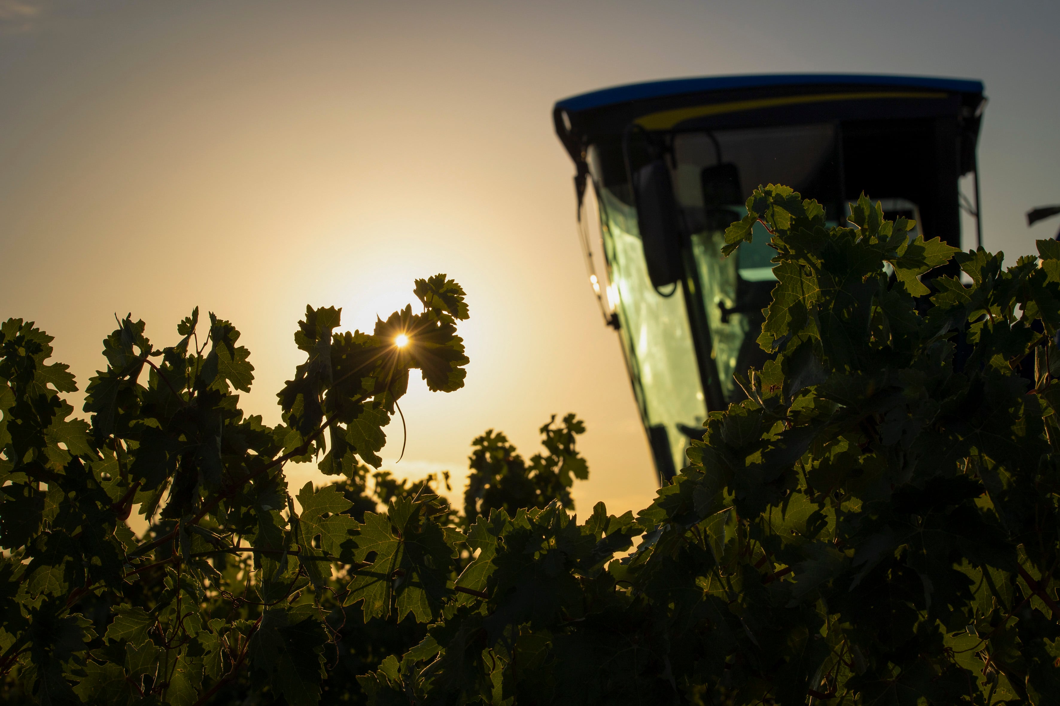 ALDEANUEVA DE EBRO (LA RIOJA), 10/08/2022.- La vendimia de 2022 ha comenzado este miércoles en la Denominación de Origen Calificada (DOCa) Rioja, con la recogida de la uva blanca tempranillo de la bodega cooperativa Viñedos de Aldeanueva de Ebro, que es la mayor cooperativa de Rioja con 3.000 hectáreas de viñedo. Una vendimia marcada por las altas temperaturas que ha adelantado la recogida de la uva. EFE/Raquel Manzanares
