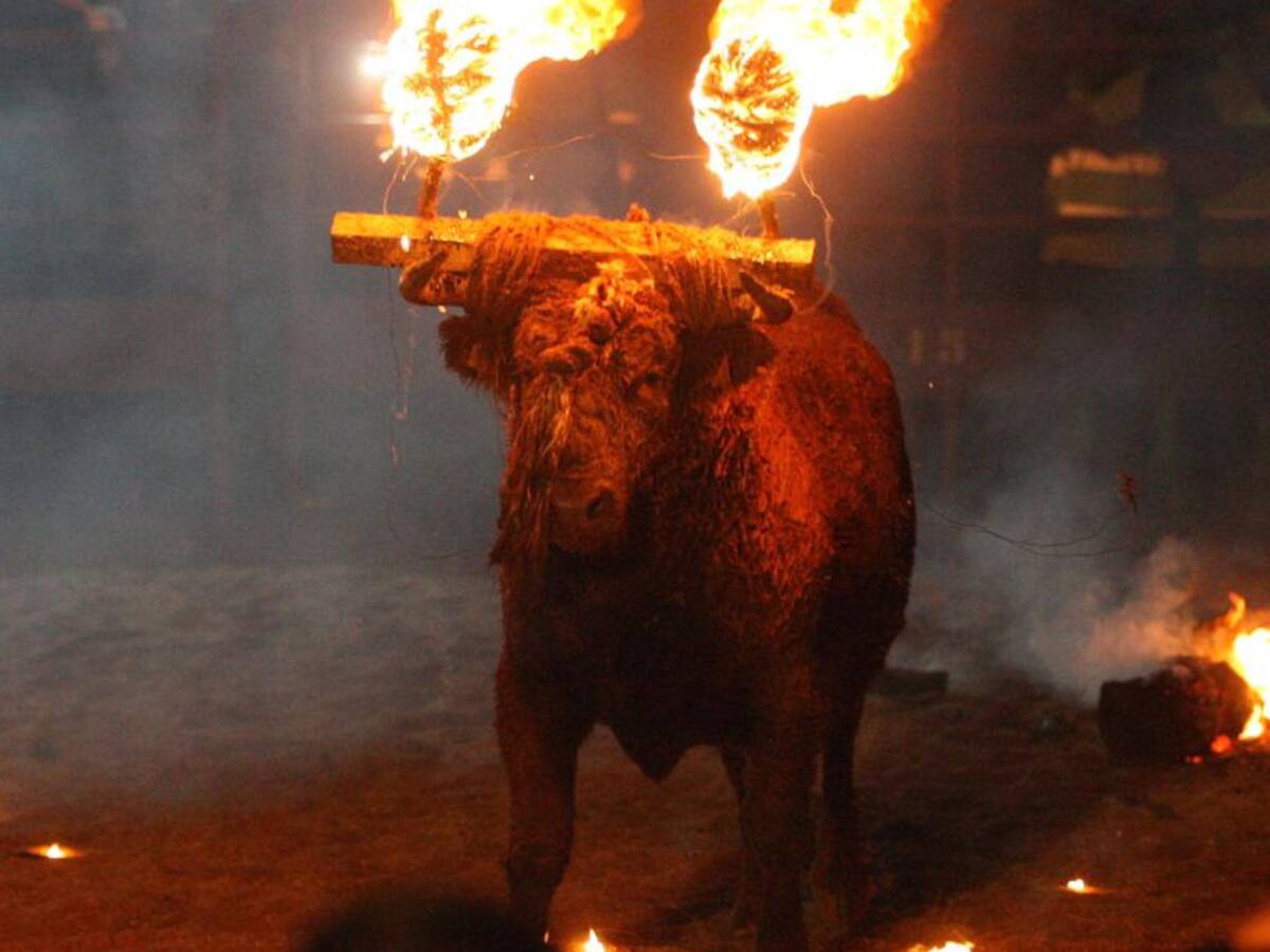 El Toro Jubilo de Medinaceli será el próximo objetivo del Pacma