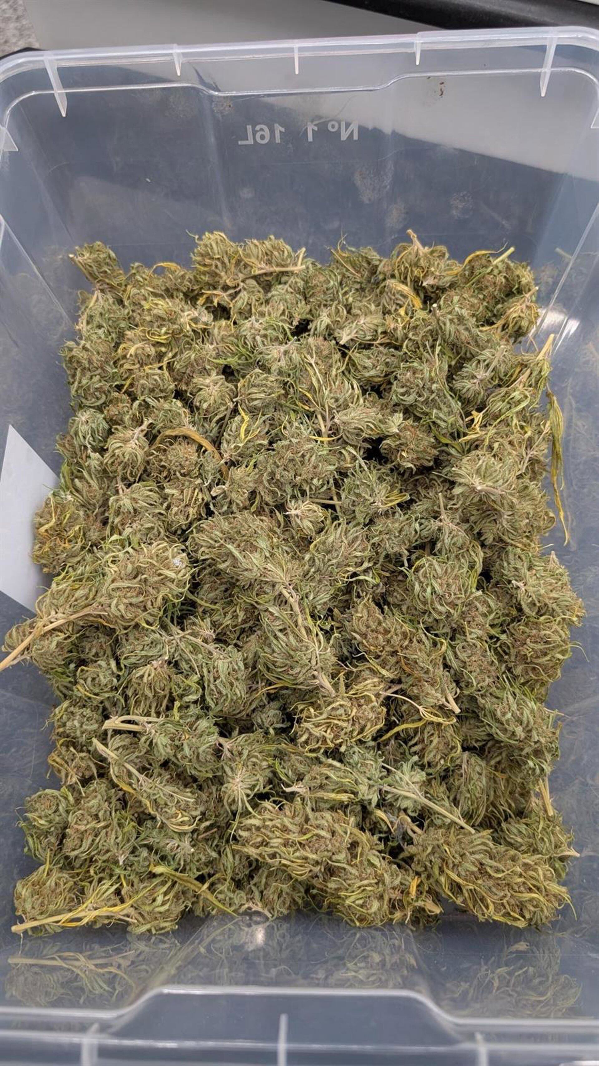 Incautación de marihuana en Hinojosa del Duque