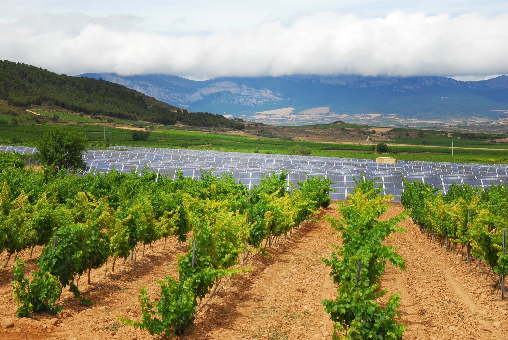 Placas solares conviven ya con viñedos en muchas zonas de España