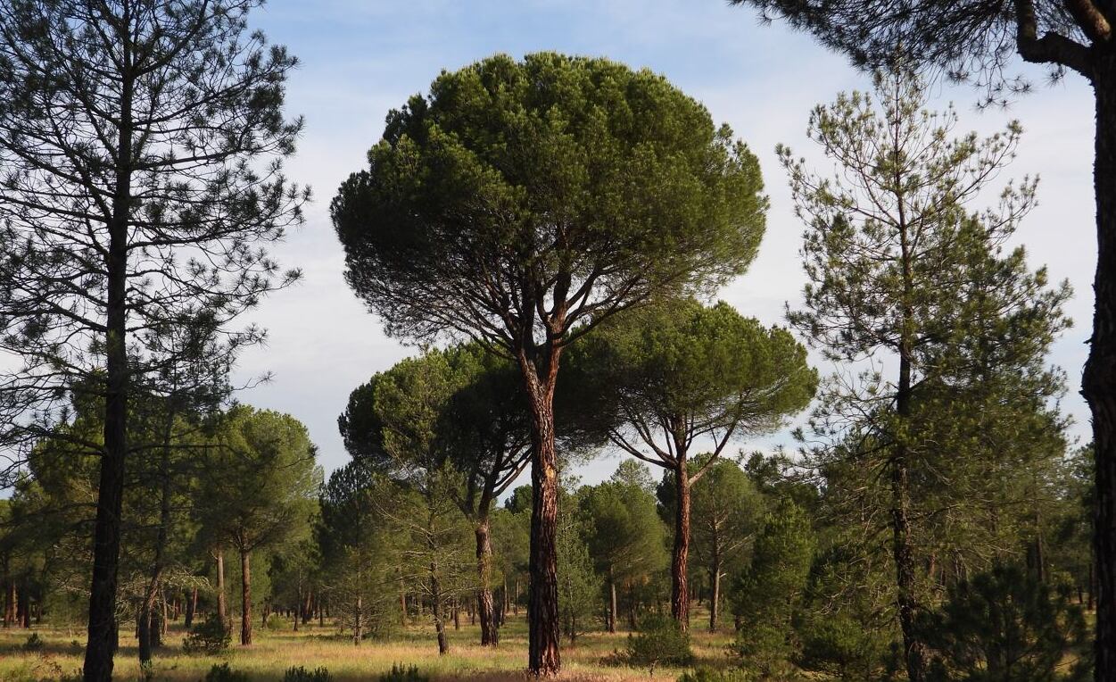 Grandes ejemplares en un bosque abulense