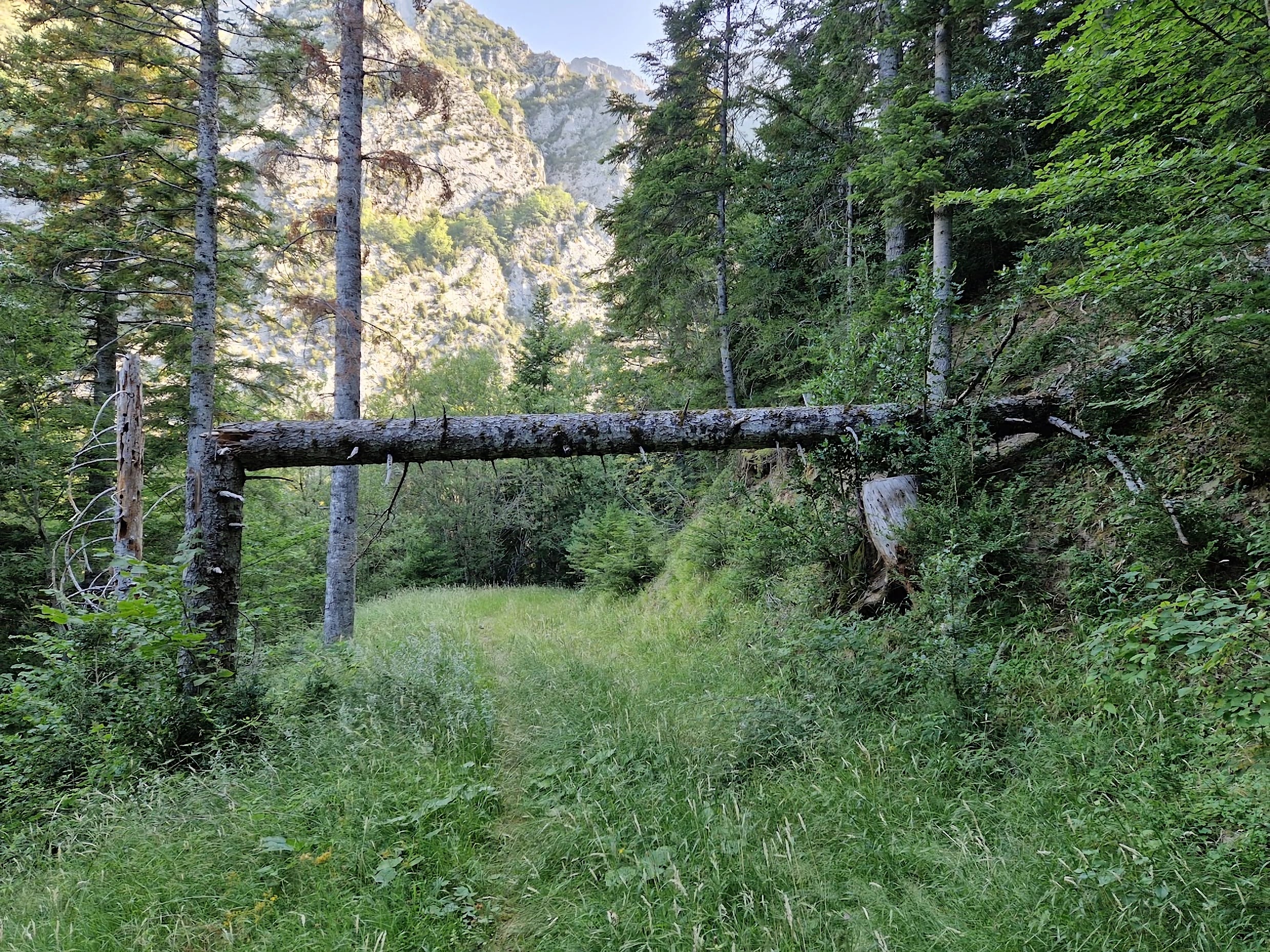 Selva de Lasieso - Biescas - Foto PAR