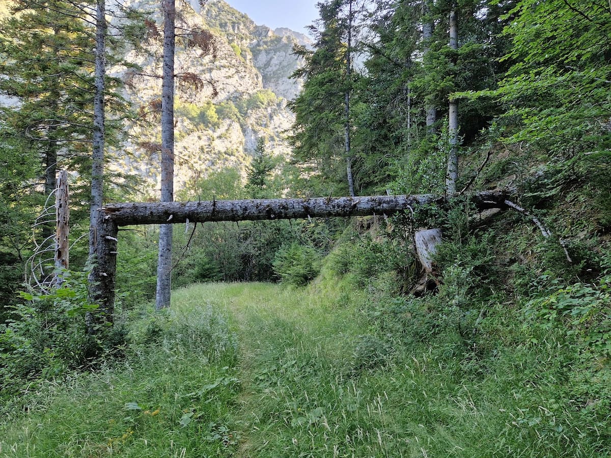 El PAR de Biescas alerta del riesgo de paralizar la gestión forestal en la Selva de Lasieso