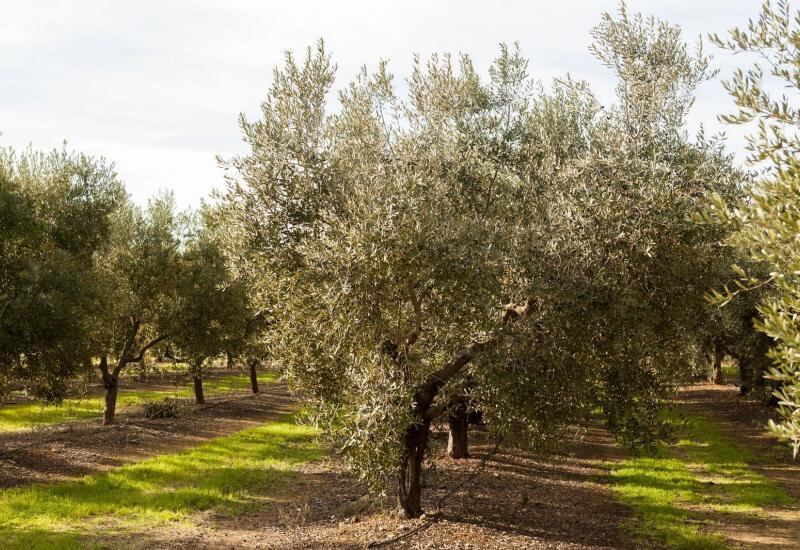 Olivar de la Comunitat Valenciana (archivo)