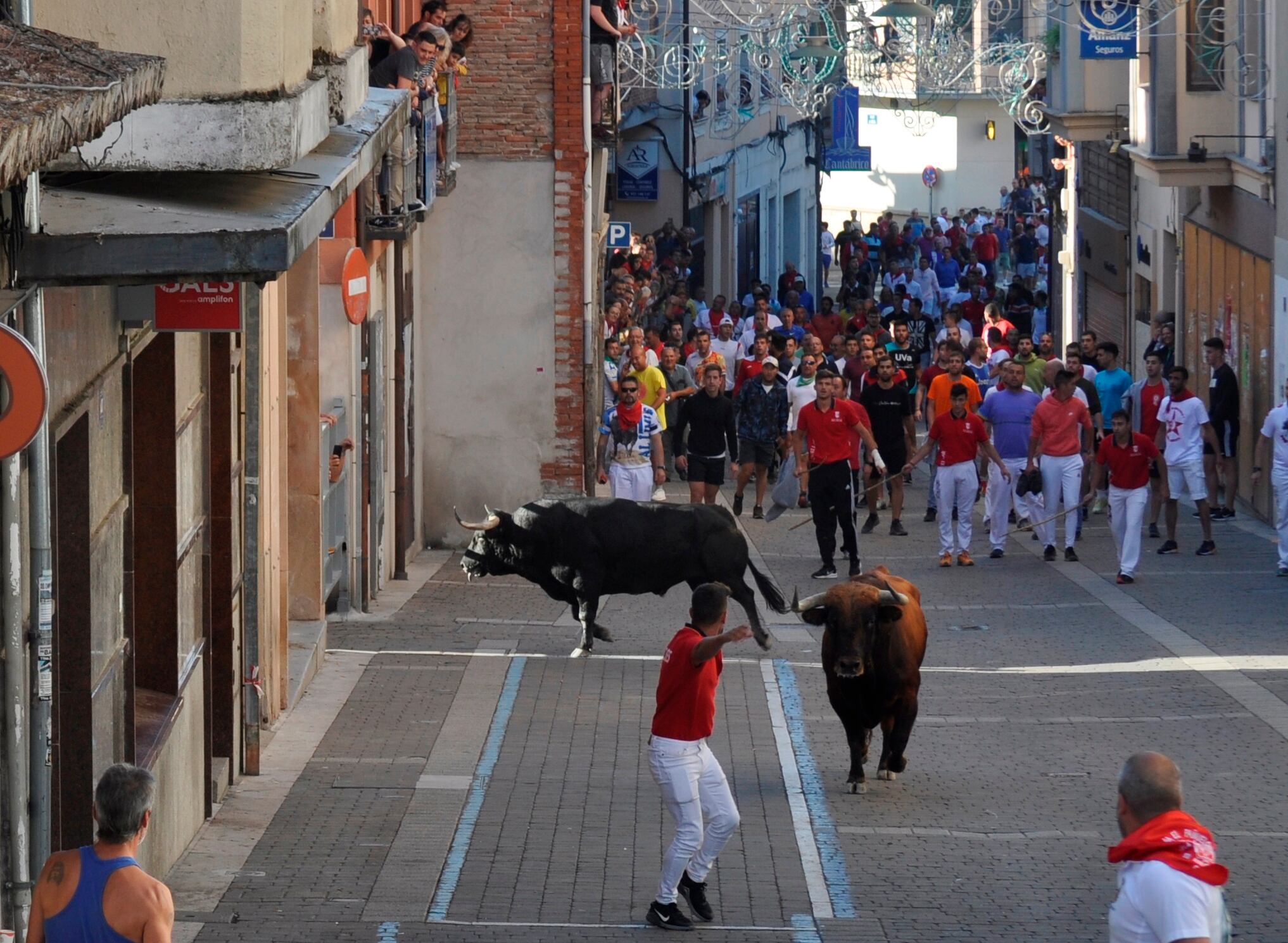 Dos toros de Sanchez Herrero ascienden por la calle Parras de Cuéllar