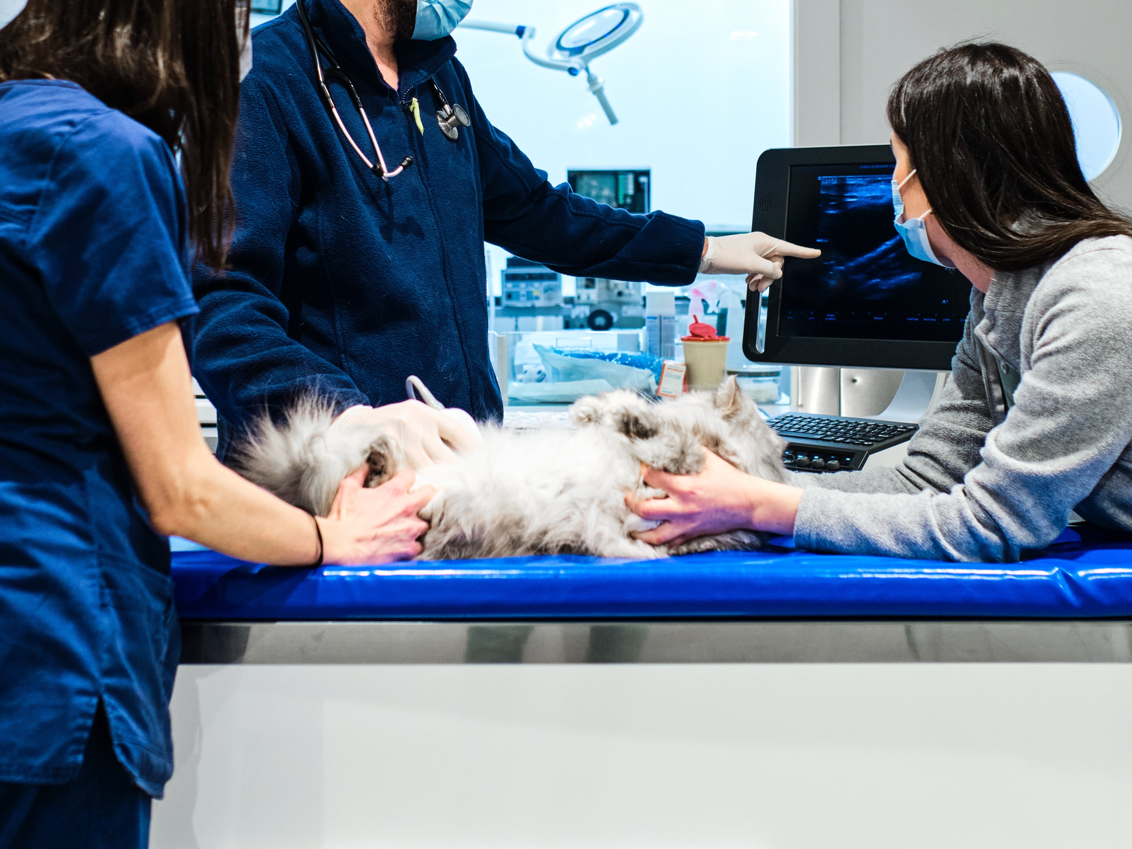 Clínica veterinaria