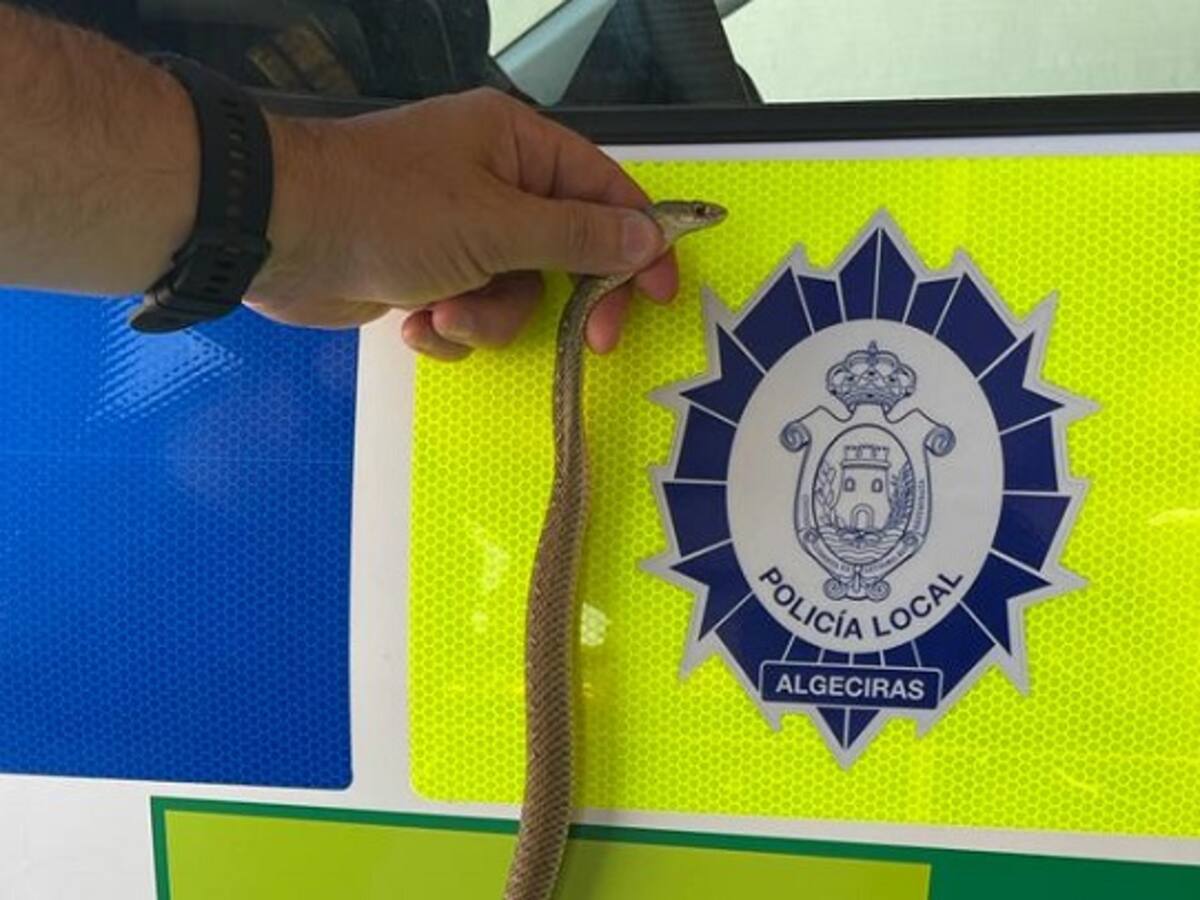 Retirada una 'culebra bastarda' en una vivienda de Algeciras