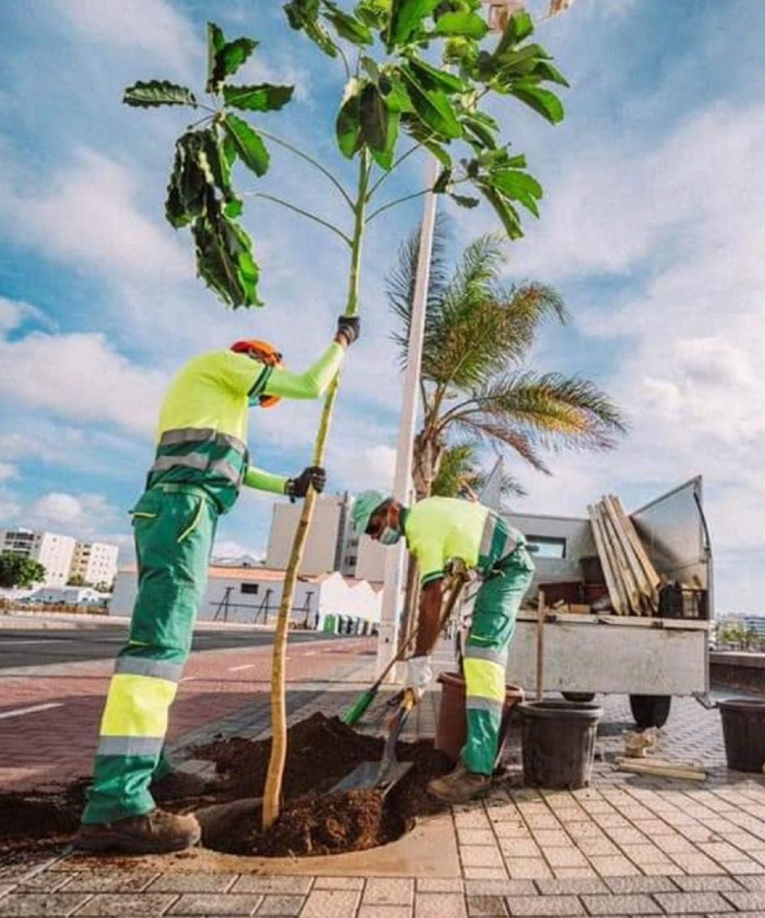 Operarios plantando árboles.