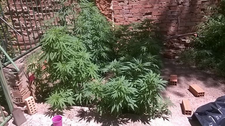 Plantas intervenidas en Puertollano