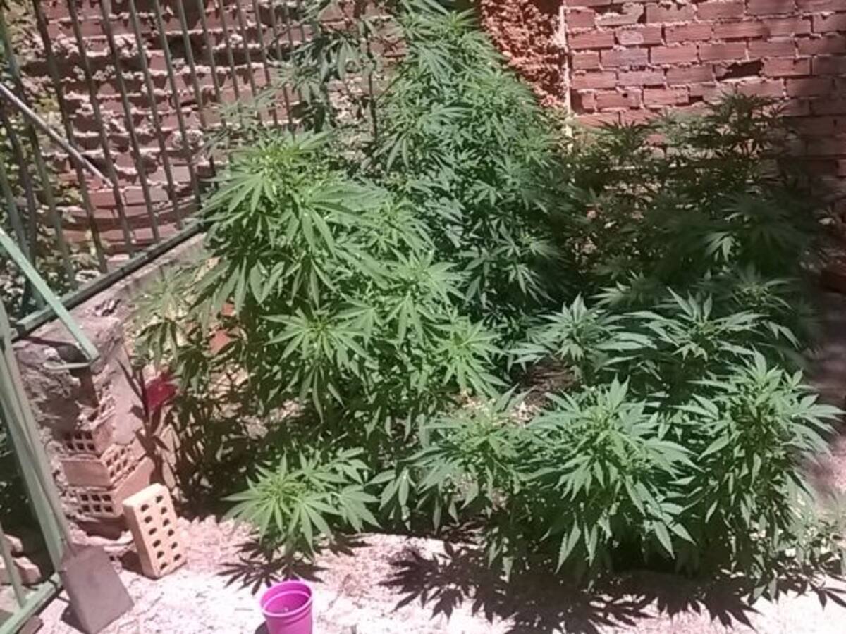 La policía nacional interviene más de 6 kilos y medio de marihuana en Puertollano