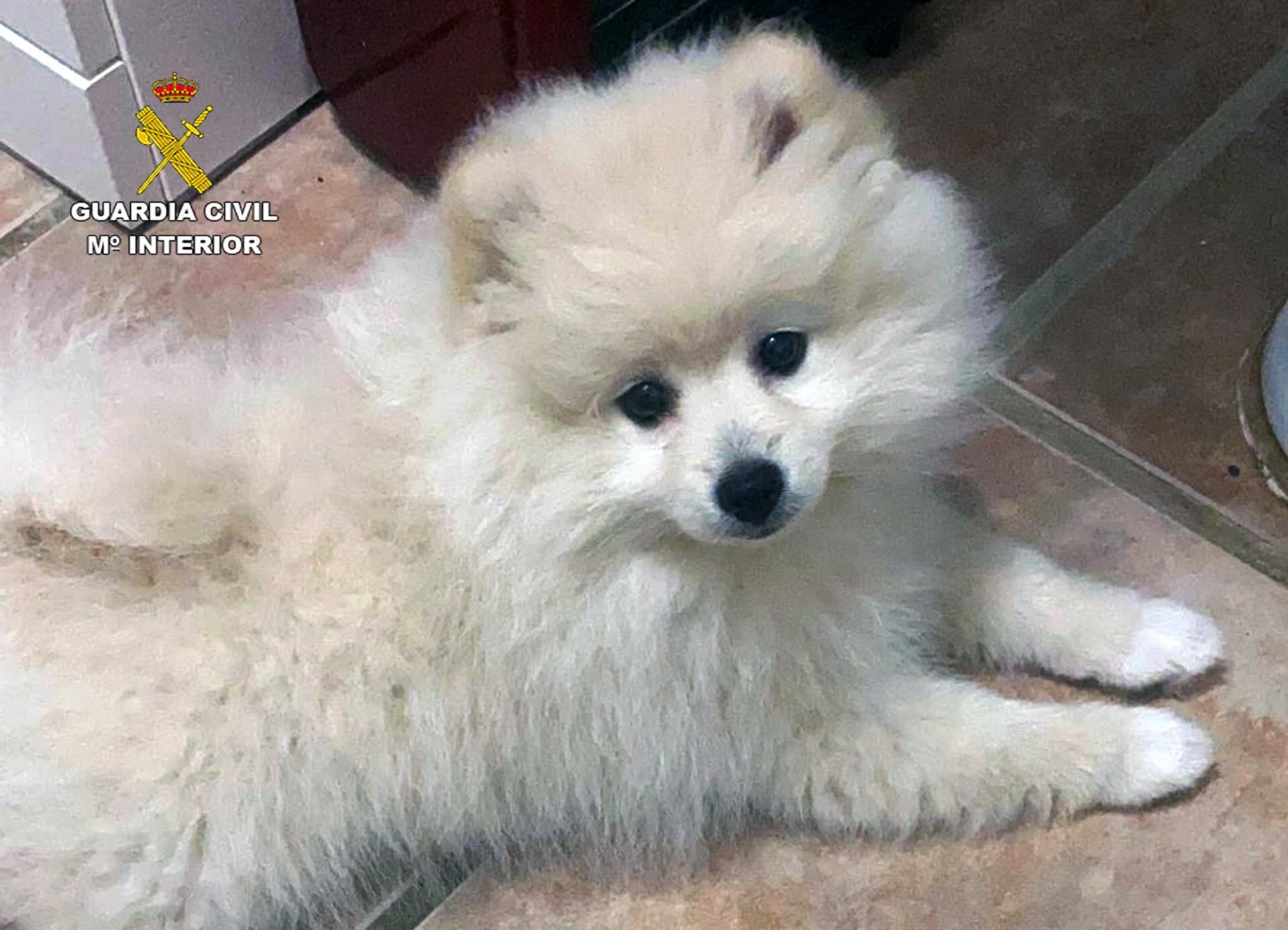 Un ejemplar de raza pomerania (Fuente: Guardia Civil)