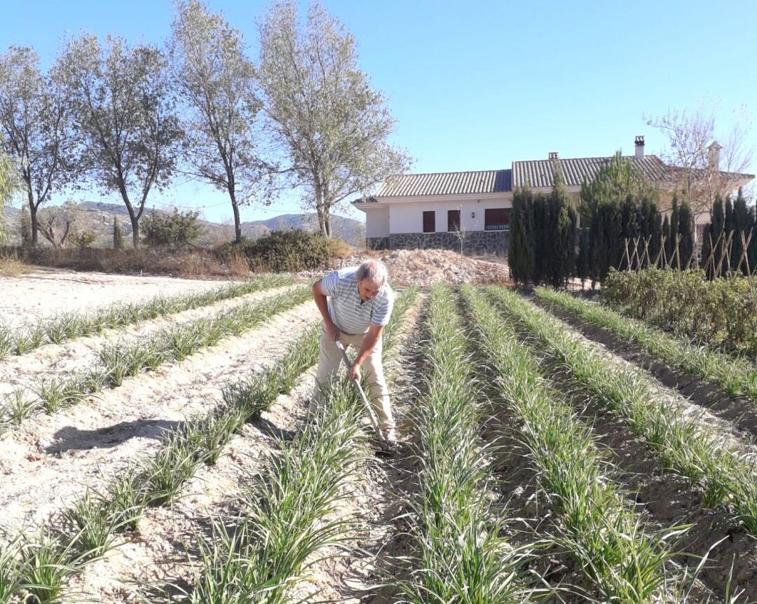 José Domingo trabajando en su huerto en Sax