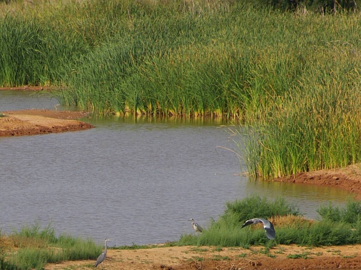 "Es importante proteger los humedales"