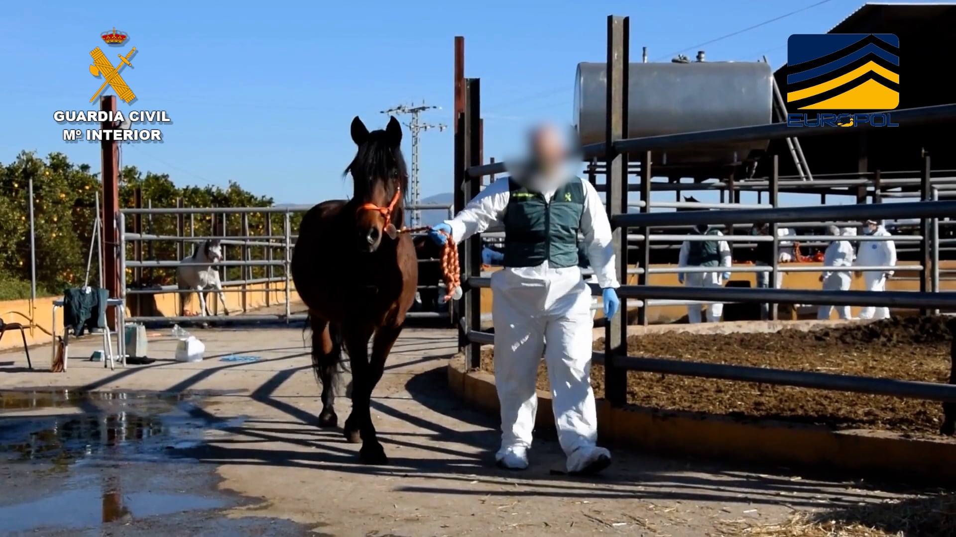 La Guardia civil y Europol han desmantelado una red dedicada a la comercialización ilegal de carne de caballo no apta para su consumo