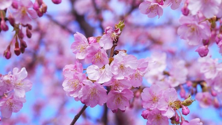 Estos son los mitos que te harán ver la vida de color de rosa