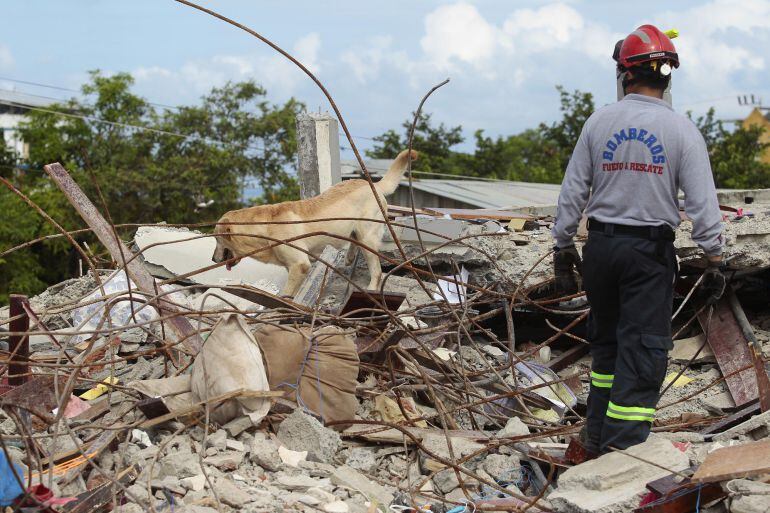 Efectivos de emergencias buscan sobrevivientes entre los escombros del terremoto de Ecuador.