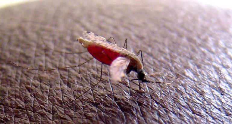 Foto de archivo tomada el 23 de abril de 2008 de un mosquito &#039;Anopheles gambiae&#039;, que transmite el parásito que causa malaria.