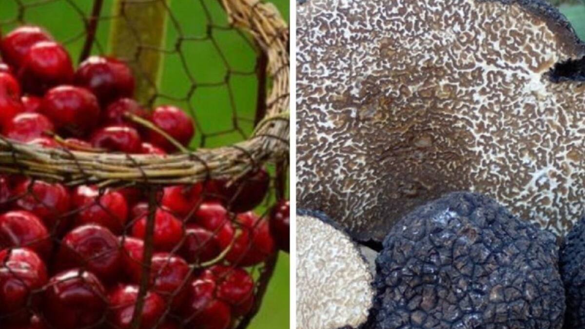 Eduardo Perote, miembro de la Asociación Prao de Luyas, apunta en la SER los aspectos fundamentales de la III Feria de la Cereza y la Trufa de Verano que alberga Piñel de Abajo este domingo 4 de julio