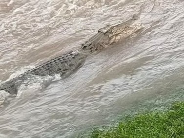 La inundaciones en el noreste Australia arrastran cocodrilos a zonas urbanas habitadas.