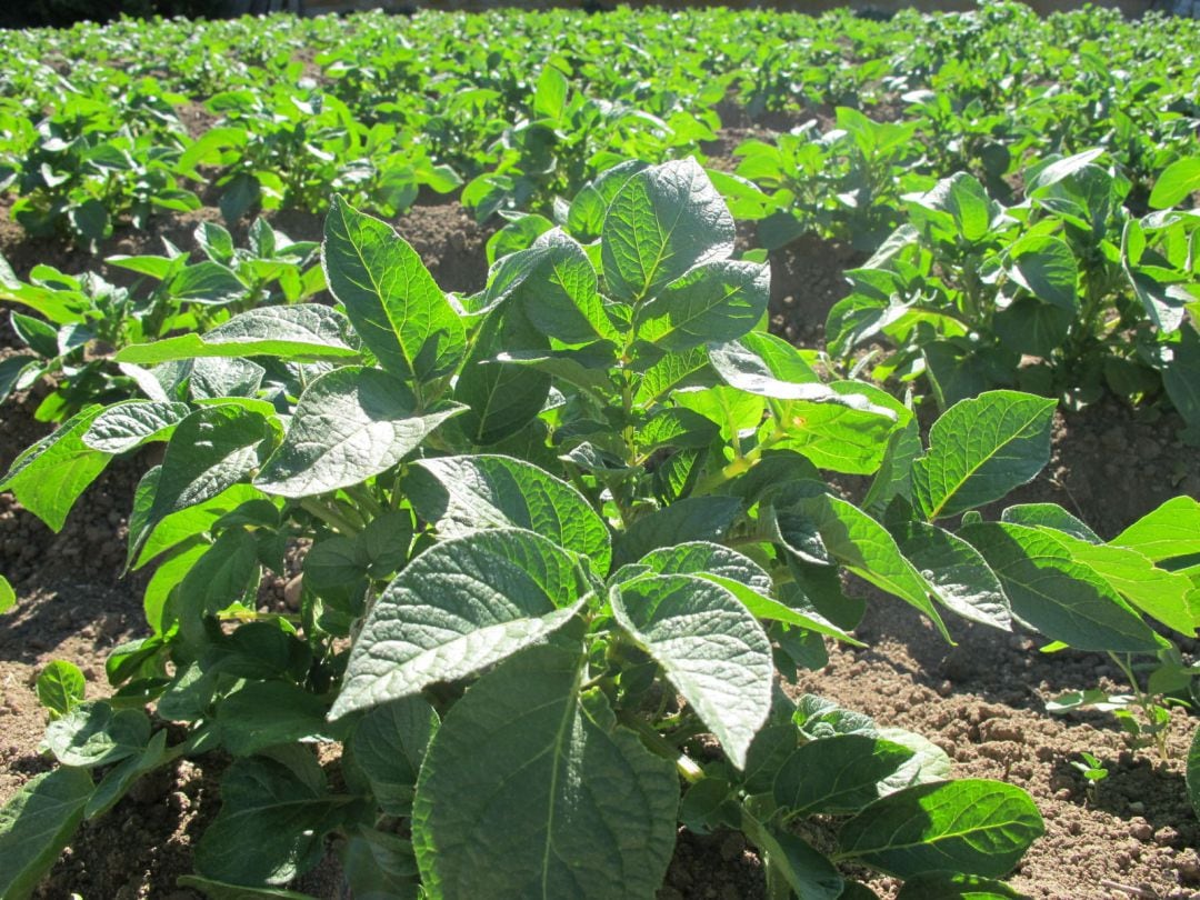 Plantación de patatas